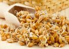 Пророщенная пшеница: польза и применение Что лечит проросшая пшеница