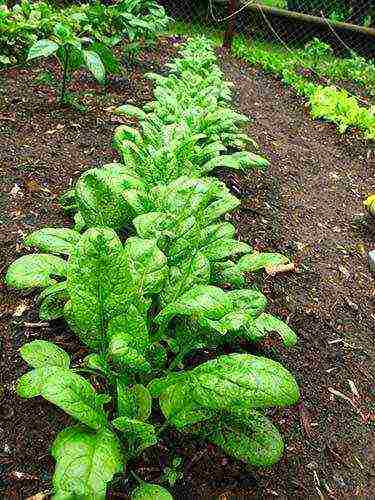 Spinach growing from seeds How to plant spinach in the country