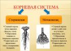 Perennials with a tap root system: propagate correctly