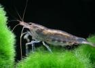 Shrimp - the benefits and harms of crustaceans What is the difference between wild shrimp and sea shrimp