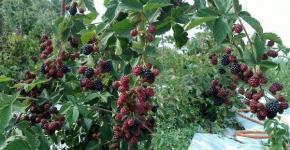 Planting blackberries in spring seedlings