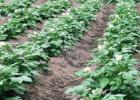 When and how to feed potatoes How to fertilize potatoes when hilling