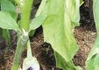 What to do if eggplant leaves wither, turn yellow or dry