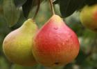 All about pear - composition, properties, calorie content