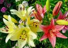 How to feed lilies in spring?