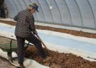 How to process tomatoes from phytophthora in a greenhouse Soil cultivation in a greenhouse in spring phytophthora