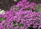 How to grow arabis alpine from seeds