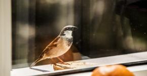 Tikėjimai apie žvirblio paukštį namuose