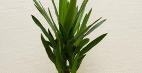 How to care for a yucca palm at home Caring for your home yucca in winter