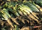 Machinery, equipment and technologies for growing vegetables, growing fruits, seeds, marketing, processing (purchase and sale), some recipes Chicory fields