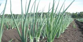 How onions are grown.  Onion Secrets.  Growing onions from sets.  Protection against diseases and pests