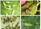 How to deal with thrips on indoor plants: methods and photos