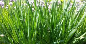 How to plant onions on greens in the spring in open ground and in a greenhouse Onions on a feather