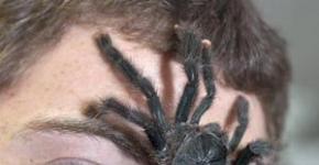 Dream Interpretation: Why does the Spider dream?