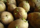 Phytophthora on potatoes how to fight folk remedies