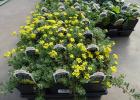 Alyssum perennial planting and care