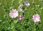 Plant with yellow-violet flowers