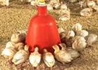 How to make a chicken feeder: drawings, dimensions, examples from wood, plastic bottles and pipes Plastic chicken feeder