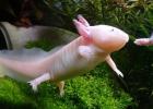 Axolotl - water dragon Lifestyle, behavior