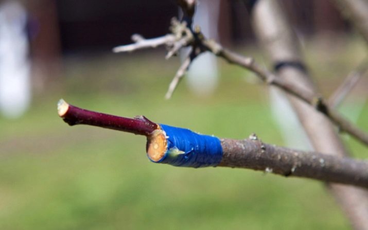 Õunapuude pookimine kõrbe ja muudesse puudesse - millistele sa võid ja kuidas seda teha