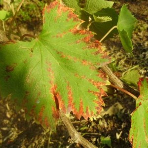 The reasons why grapes are dried