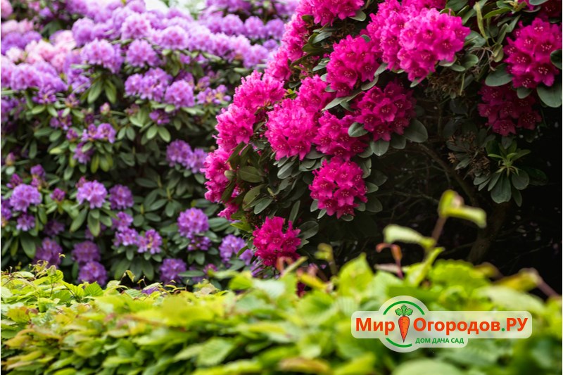 How to feed rhododendron in spring and summer?