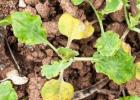 Why do cabbage seedlings wither and dry after planting in the ground?