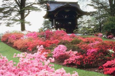 Rhododendron: Seasonal Care