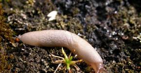 Slugs - who are they, where do they come from and what do they look like in the photo?