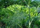 Growing dill - varieties, seeds, planting features