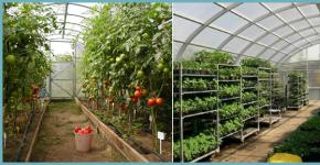 Competent arrangement of the greenhouse inside - comfortable work and a rich harvest