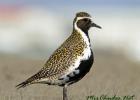 Golden plover.  Plover bird.  Plover lifestyle and habitat Population and protection measures