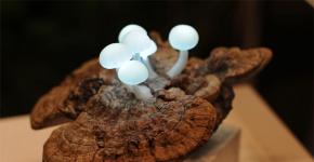 Making glowing decorative mushrooms Technical features of the LED lamp Magic mushrooms