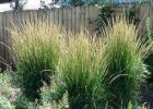 Secrets of replanting ornamental grasses in the garden When to replant plants in the garden