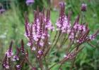 Verbena growing from seeds: when to plant