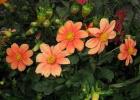 Annual dahlias: cultivation, care rules, main varieties