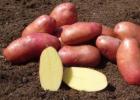 Parimad kartulisordid: Rosara kartulite kirjeldus ja omadused, sordi kirjeldus, foto