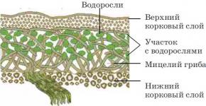 Líquenes foliáceos: descripción, características, estructura y rasgos.