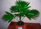 Indoor palm tree: types and care