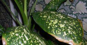 Dieffenbachia - diseases, pests, spots on leaves