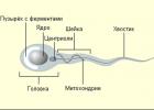 Double fertilization in flowering