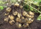 When and how to feed potatoes Fertilize before hilling potatoes