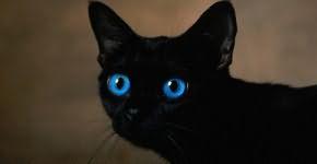 К чему снятся черные котята?