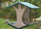 DIY bird feeder: a selection of ideas