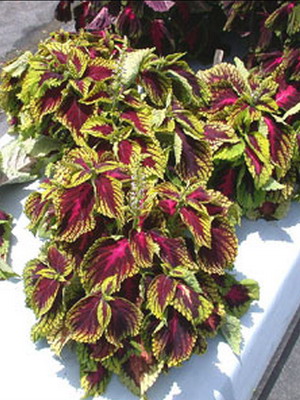 Coleus plant. His country of origin