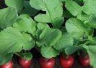 Radish in a polycarbonate greenhouse: when to sow and how to grow the best varieties in winter?