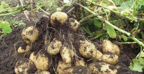 When and how to feed potatoes Fertilize before hilling potatoes