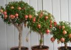 Indoor pomegranate: how to care