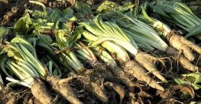 Machinery, equipment and technologies for growing vegetables, growing fruits, seeds, marketing, processing (purchase and sale), some recipes Chicory fields