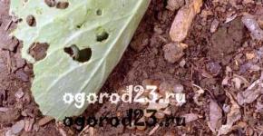 How to get rid of slugs in the garden forever: proven remedies How to protect Victoria from slugs